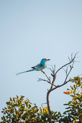 Abyssinian roller on a branch