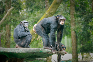 Chimpanzee consists of two extant species: common chimpanzee and bonobo. Bonobos and common chimpanzees are the only species of great apes that are currently restricted in their range to Africa