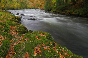 Fallen leaves on the moss around river Dart in Dartmoor National Park in Devon