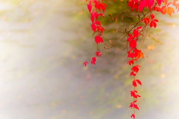 Leaves of trees in autumn colors, sunlit