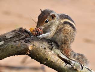 Indian palm squirrel (Funambulus palmarum)