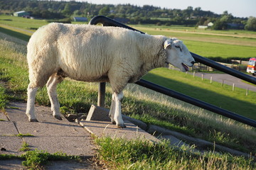 Obraz premium OLYMPUS DIGITAL CAMERA