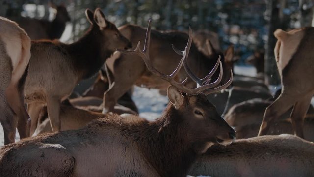 Canadian Elk in Rocky Mountains of Canmore Alberta Canadian Wildlife, Bull Elk Rests on Snow in Cold Winter Weather