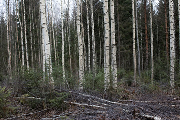 bois de boulot, Enonkoski, Finlande