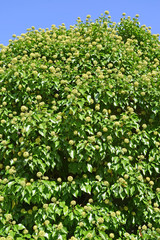 Fototapeta na wymiar Flowering ivy plain (Hedera helix L.) on a background blue sky