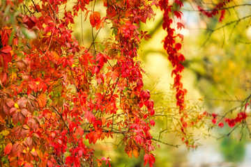Tree with leaves strewn with autumn sun