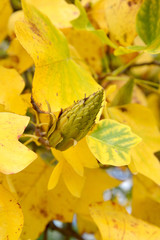 The fruit of liriodendron (tulip tree) (Liriodendron tulipifera L.) in autumn