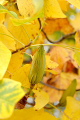 Liriodendron tulipifera L. Fruit among autumn leaves