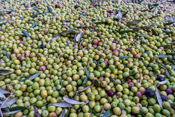 green olives in the market