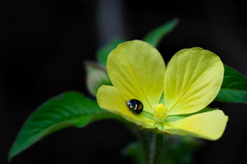 fleur jaune et coccinelle