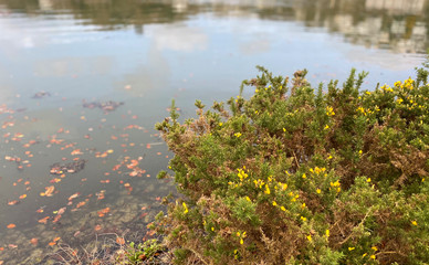 Obraz na płótnie Canvas Where the land meets the lake, waters edge in autumn / winter
