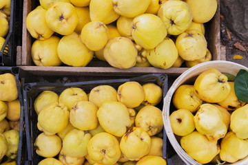 Ripe quinces in boxes