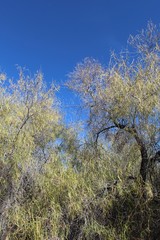 Along Lost Palms Trail in Joshua Tree National Park, Desert Willows, Chilopsis Linearis, congregate to provide cover along the Colorado Desert trek.