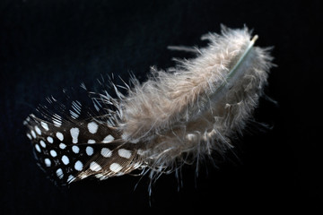 wei&szlig; getupfte Flaumfeder - white dotted feather
