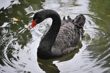 Oche, cigni e aironi a Teramo