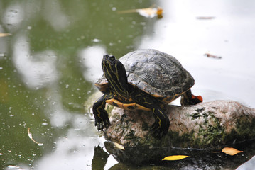 Obraz premium Tartarughe d'acqua dolce