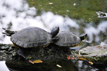 Obraz premium Tartarughe d'acqua dolce