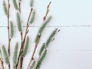 Easter Background with Pussy Willow Branches on Wooden White Boards. Vintage Floral Spring Background with Willow Catkins Flat lay, Top View, Copy Space