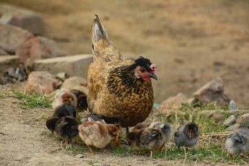 hen and chicks