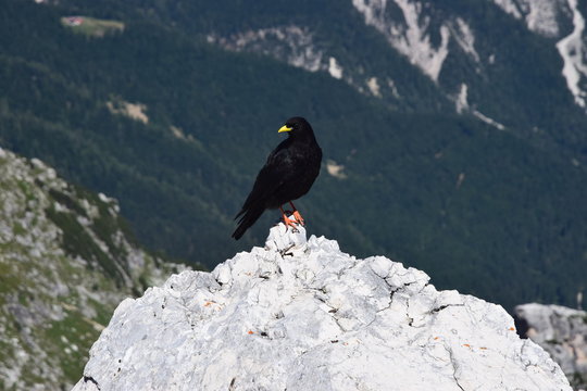 Gracchio alpino (Pyrrhocorax graculus)