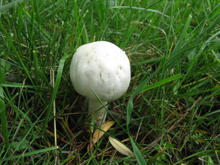 Mushroom