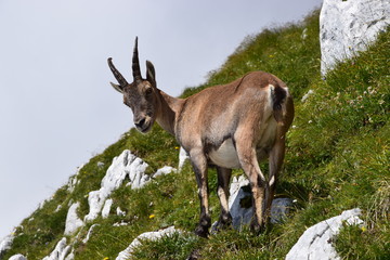 Stambecco delle Alpi (Capra ibex)