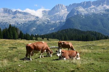 Fototapeta na wymiar Friuli - Malghe del Montasio
