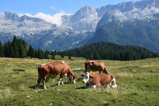 Friuli - Malghe del Montasio