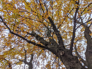 Großer Baum im Herbst mit vielen bunt gefärbten Blättern
