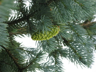 Obraz premium Spruce