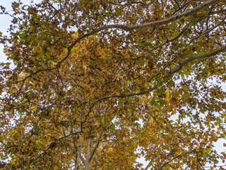 Großer Baum im Herbst mit vielen bunt gefärbten Blättern