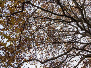 Großer Baum im Herbst mit vielen bunt gefärbten Blättern