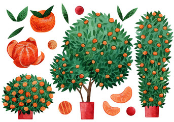 Set of watercolor hand drawn tangerine tree elements for making cards, wrapping paper and scrapbooking. Tangerine trees, fruits, leaves for your own design.