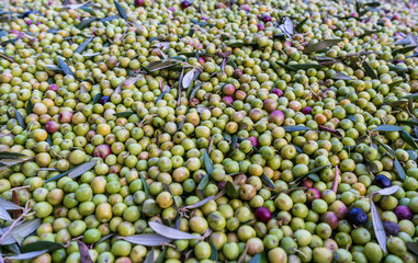 Green olives 