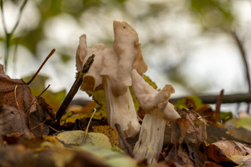 komischer Pilz
