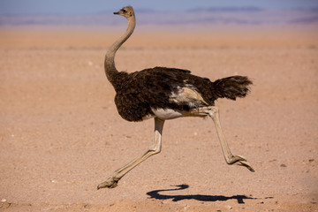 Frightened thick ostrich running with high speed along the road in Namibia desert - obrazy, fototapety, plakaty