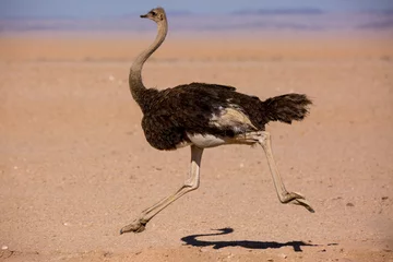  Bang gemaakte dikke struisvogel die met hoge snelheid langs de weg in de woestijn van Namibië loopt © Natalia