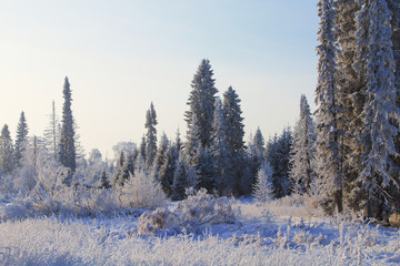 Beautiful winter forest. White snowy trees. Background. Landscape.