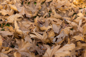 autumn background with dried sycamore leaves