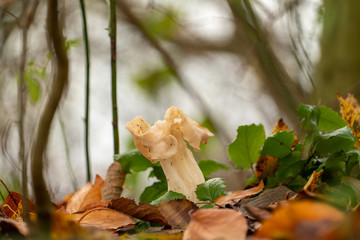 Noch ein komischer Pilz