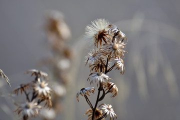 Small wild flowers with metallic texture reflecting autumnal sunlight