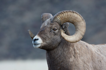 Bighorn Sheep in Gardiner Montana