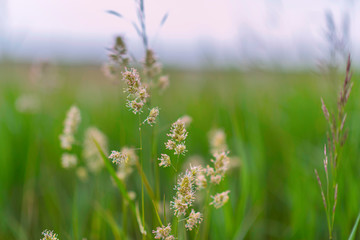 Grass against the sky and clouds. Photographed close-up.