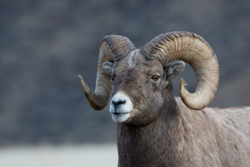 Bighorn Sheep in Gardiner Montana
