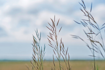 Grass against the sky and clouds. Photographed close-up.