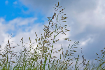 Grass against the sky and clouds. Photographed close-up.