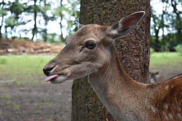 Reh mit ausgestreckter Zunge