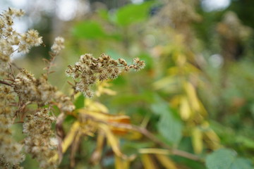 Herbstliche Pflanzen