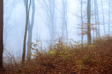 Early morning in the beech forest with fog, Cindrel mountains, Romania