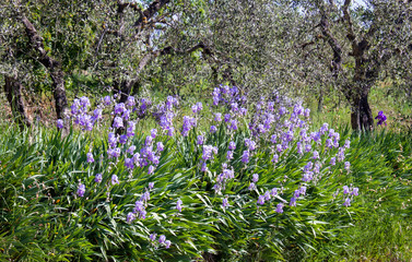 Schwertlilien vor Olivenbaemen